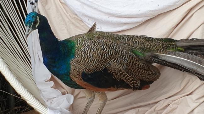 One of the three peacocks was captured after the chaos, but the remainder are still on the run. Picture: RSPCA