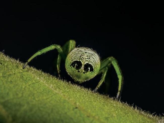 Spiders are threatened by climate change – and even the biggest  arachnophobes should be worried