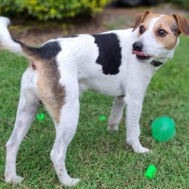 Axle the Jack Russell, the beloved dog of Lee Eastham who launched his boat at Pioneer Bay boat ramp on April 7, 2022, and has not been seen since. Picture: Contributed