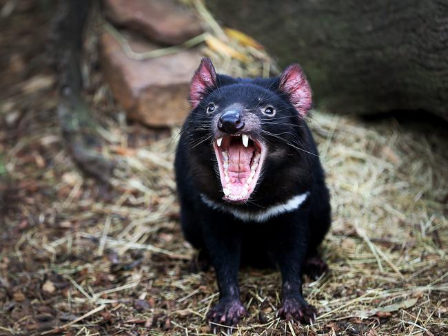 A Tasmanian devil at Bonorong Wildlife Sanctuary. Picture: SAM ROSEWARNE