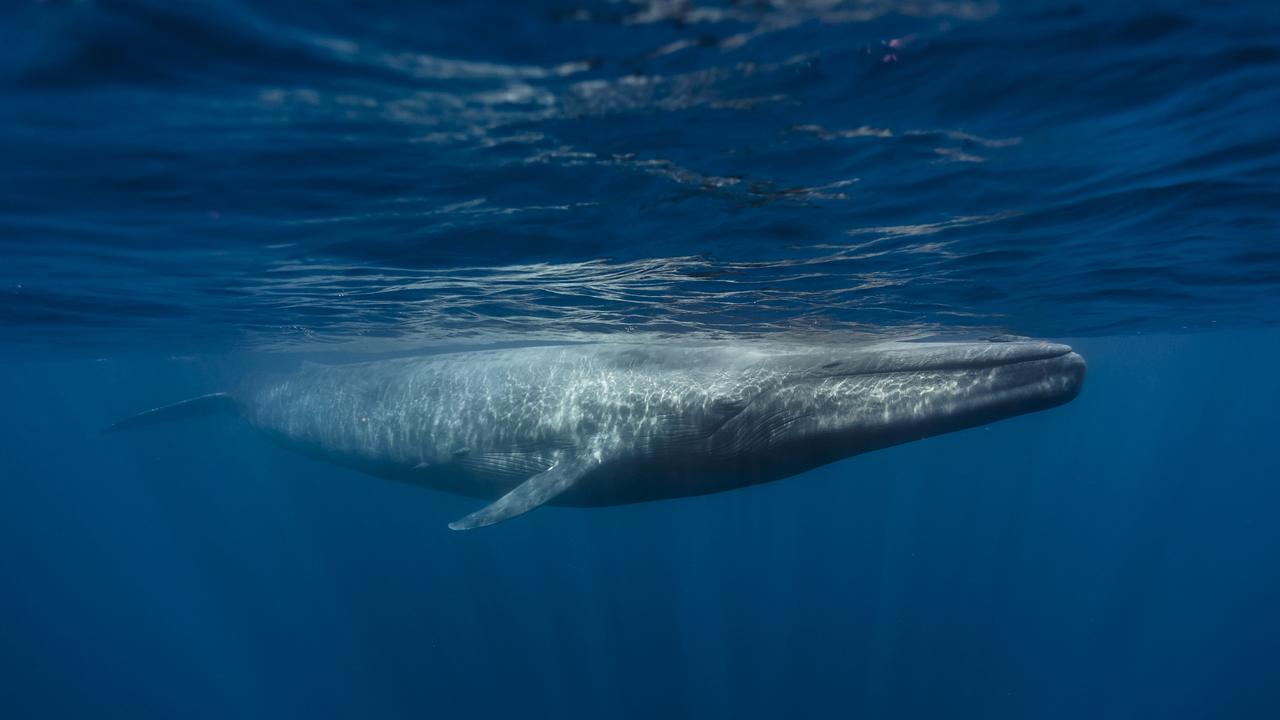The title of largest mammal on Earth, and largest animal overall that ever existed, dinosaurs included, goes to the blue whale (Balaenoptera musculus). Picture: iStock