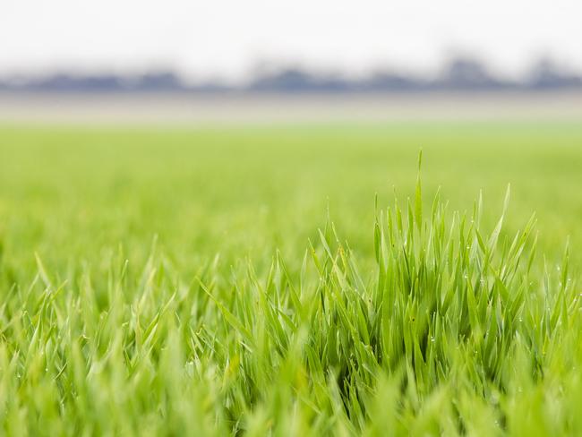 CROPS: Tim Demeo with his barley cropTim Demeo with his barley crop on farm near Raywood.PICTURED: Generic barley. Crop. Stock Photo. Picture: Zoe Phillips