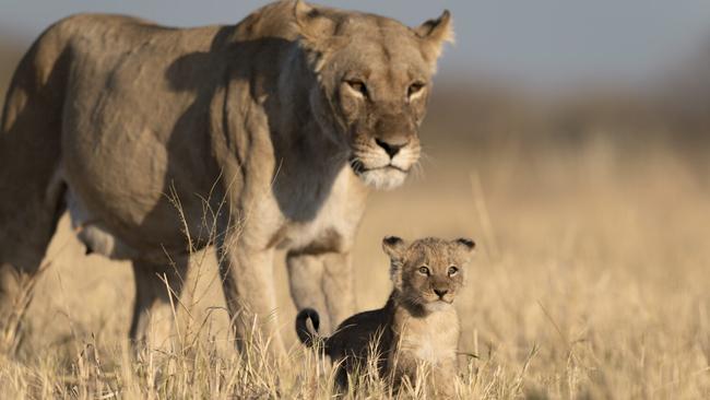 Lioness and cub at Savute Safari Lodge, Botswana. Photo: Supplied