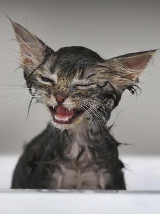 Instagram cat video of Sansa long haired kitten taking a bath goes ...