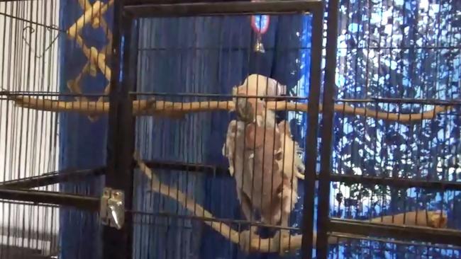 A bird lacking most of its feathers seen in video footage shot by RSPCA officers inside the Storybook Farm property. 