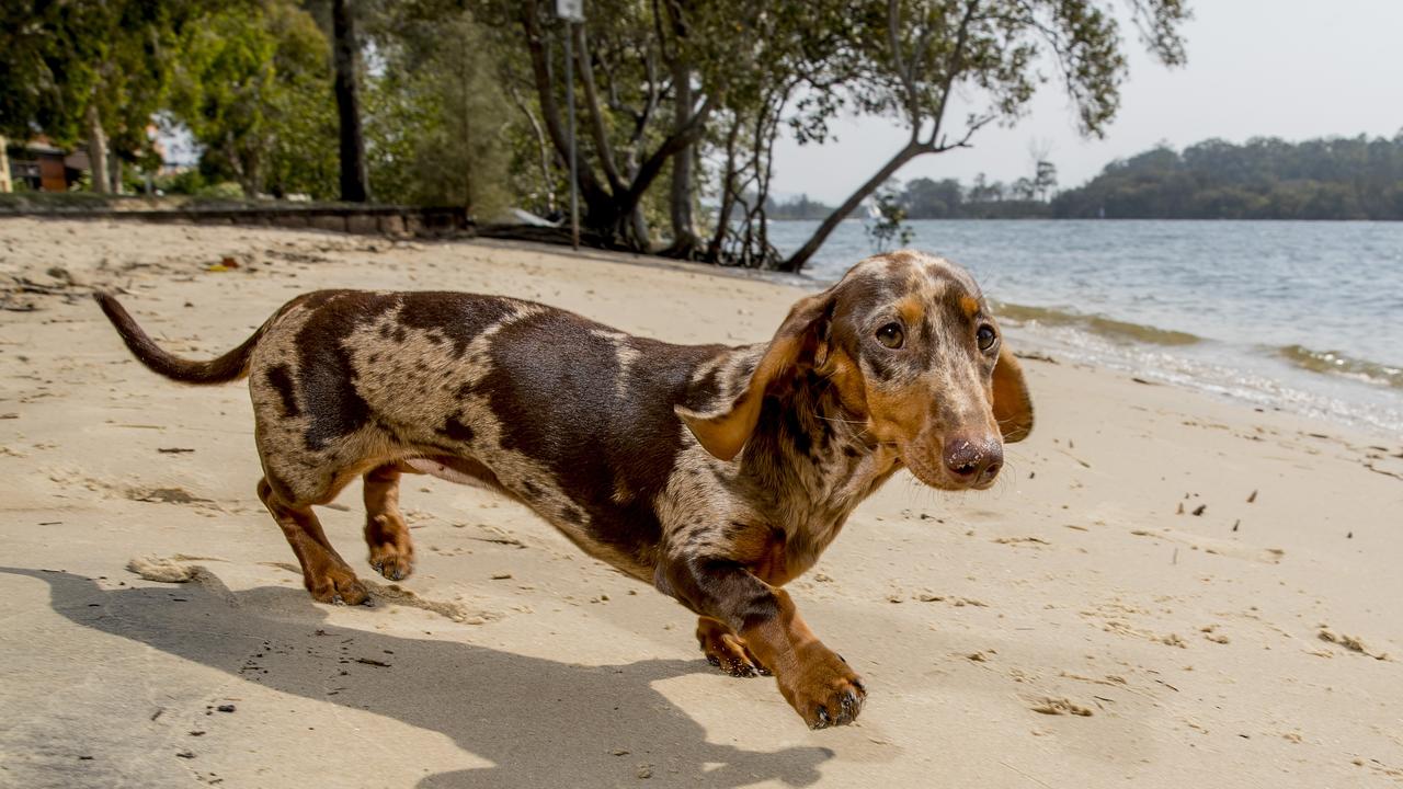 Rosie, a six-month-old dachshund puppy, fell victim to Parvo virus. Her Gold Coast owners ended up forking out $11,000 to get her better. Picture: Jerad Williams