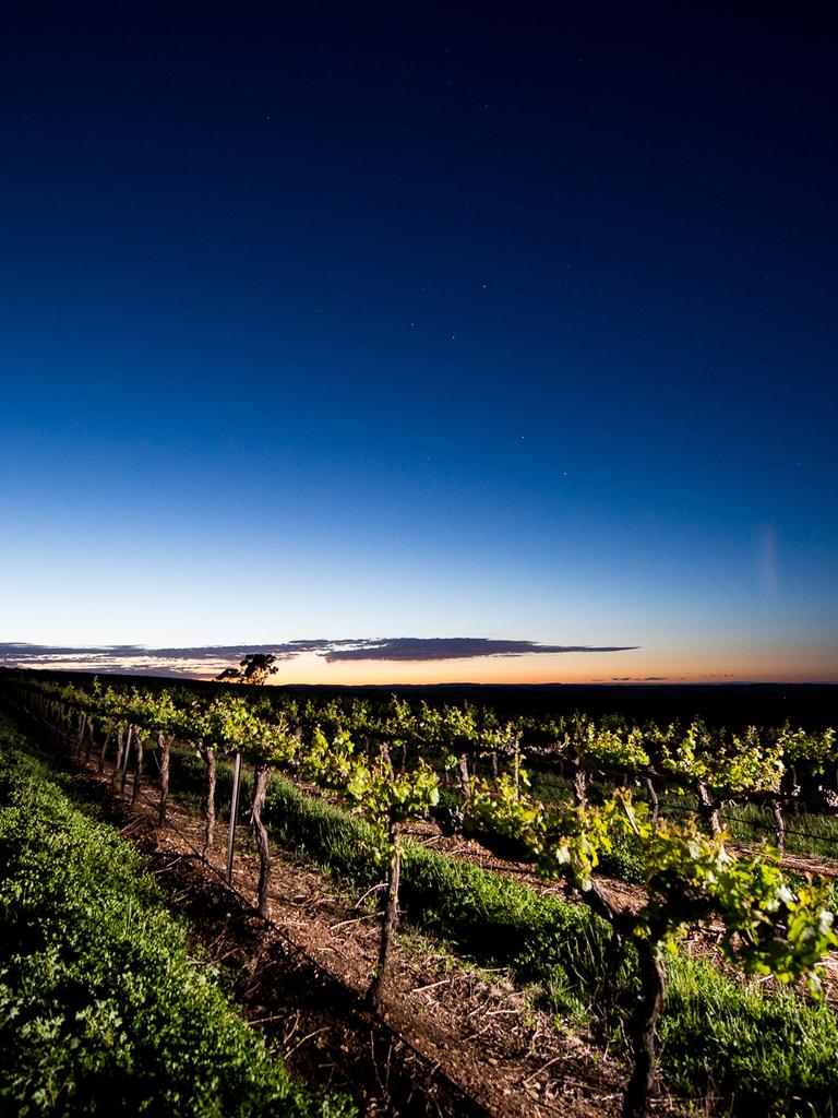 A shot of Taylors Wines vineyard. Picture: Supplied/Dominic Loneragan.