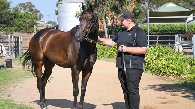 Mr Brightside at the Festival Of Racing launch at Flemington on Thursday. Picture: Reg Ryan/Racing Photos via Getty Images