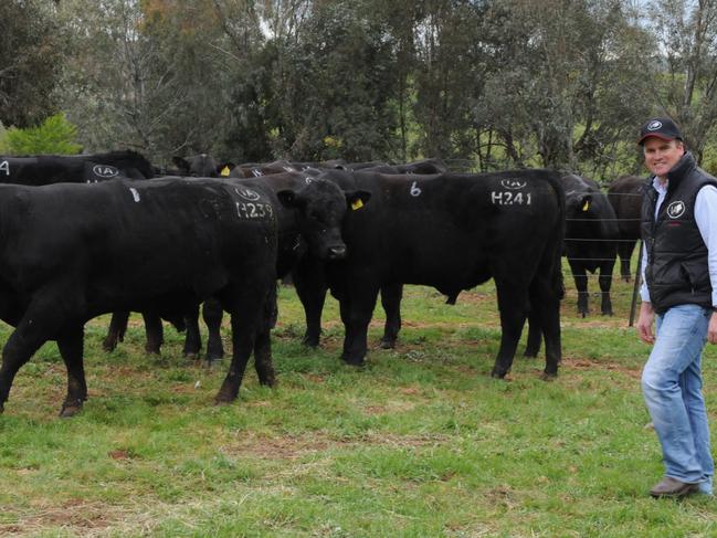 Ireland Angus bull sale Corey Ireland with some of the sale bulls.
