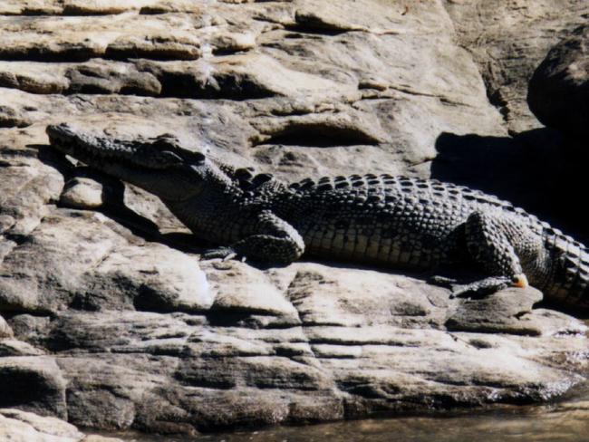 Fresh water crocodile in estuary near Raft Point in Kimberley region. Pic Sue Bennett.AnimalWestern Australia / Travel