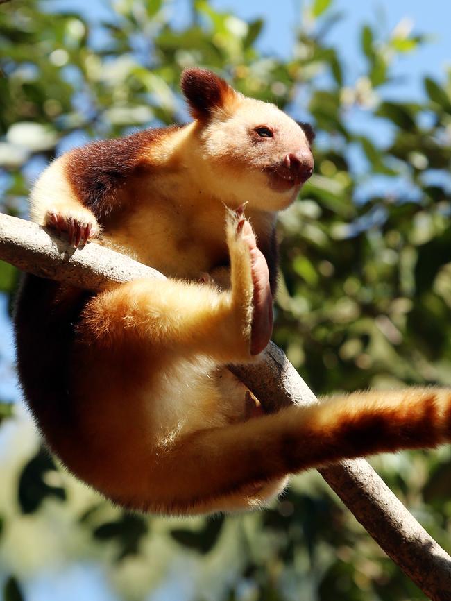 Suli will form an integral part of the park’s tree kangaroo breeding program. Picture: Sam Ruttyn