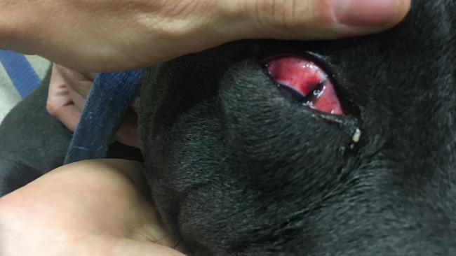 Dwayne was treated from blunt force trauma after his owner beat him with a hammer in Emerton. Picture: RSPCA NSW