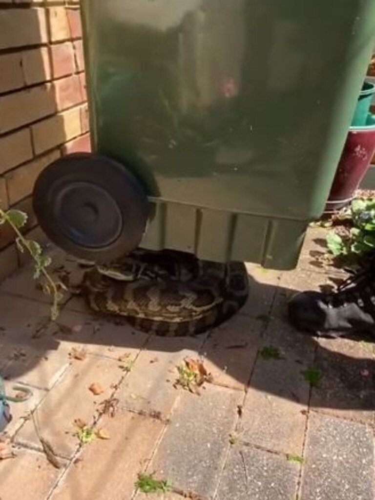 A monster carpet python was found under this wheelie bin. Picture: Storyful via Sunshine Coast Snake Catchers 24/7