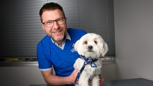 Dr Gareth Stephenson with Maltese Tilly at Tasmanian Veterinary Hospital Bellerive which celebrates its 40th anniversary this weekend. Picture: Linda Higginson