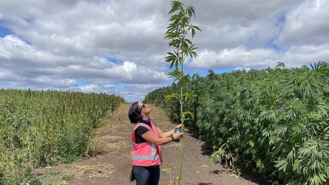 X-Hemp founder Andi Lucas inspects a cannabis crop.