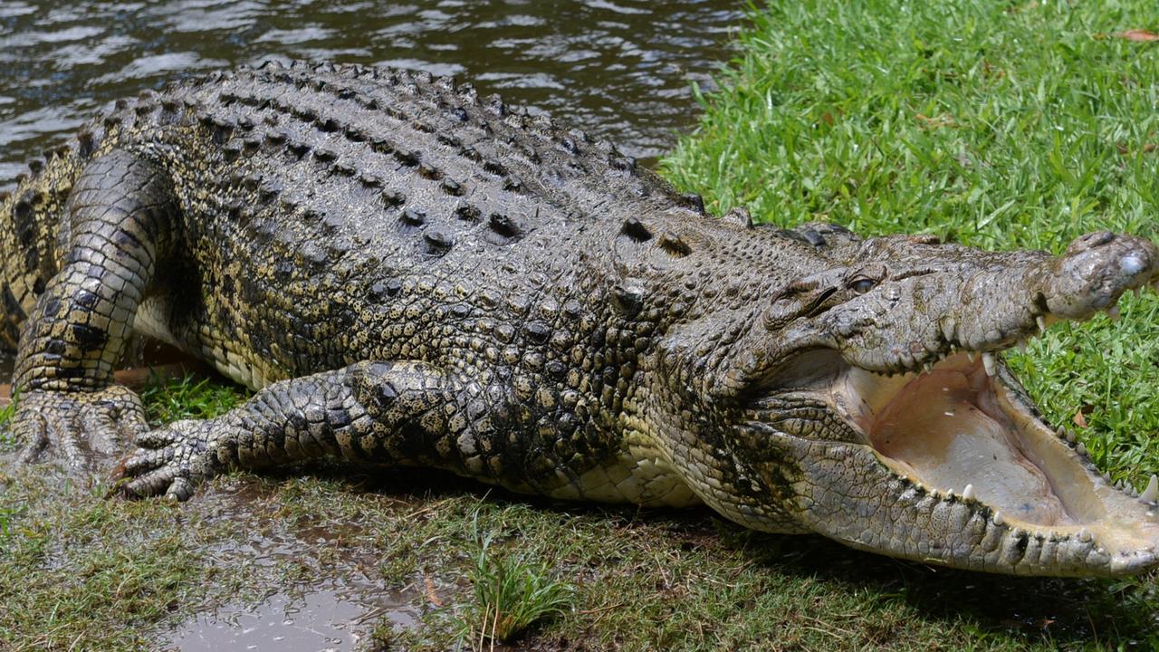 Wild call to host Olympics in croc country