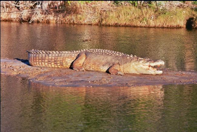 Pinjarra the crocodile Photo: Contributed