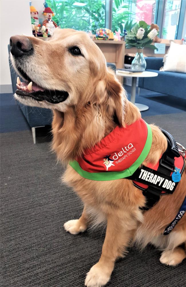 Norman is a popular therapy dog who has been working at Sunshine Coast Hospital and Health Service for the past five years. Picture: Wishlist