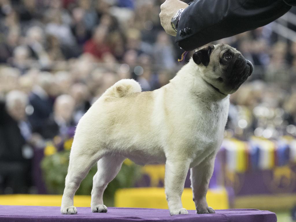 Esteban Farias shows Biggie, a pug, in the ring during the Toy group competition during the 142nd Westminster Kennel Club Dog Show, Monday, Feb. 12, 2018, at Madison Square Garden in New York. Biggie won best in group. (AP Photo/Mary Altaffer)