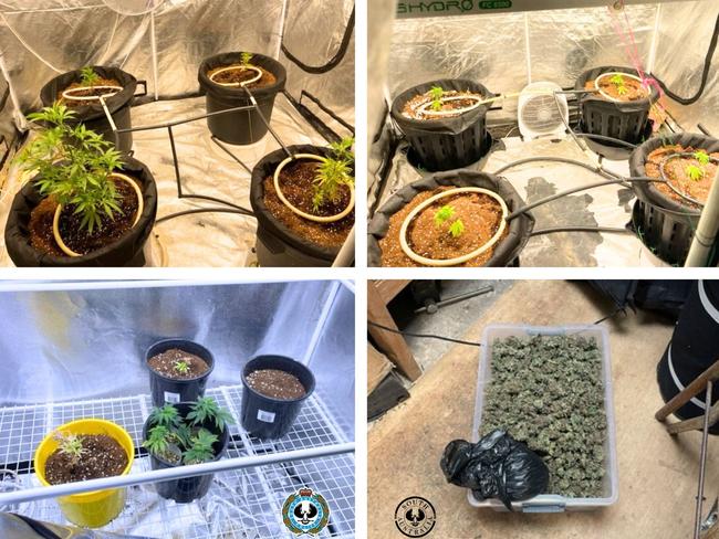 Police seized 14 cannabis plants from a Callington property. Picture: SA Police