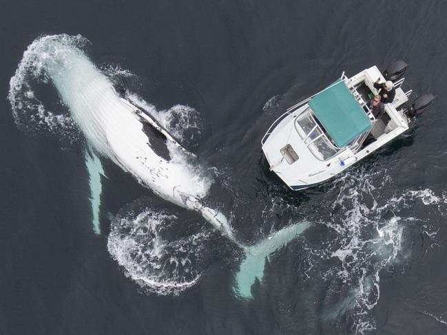 MUST NOT PUBLISH BEFORE SATURDAY FEB 20 GROUP RIGHTS ALL PLATFORMS- INCLUDING VIDEO MUST CREDIT: CRAIG PARRY/BARCROFT/GETTY *** EXCLUSIVE- VIDEO AVAILABLE *** BYRON BAY, AUSTRALIA - SEPTEMBER 09: A stunning aerial shot taken from a drone of the humpback whale beside Craig's boat taken on September 9, 2015 in Byron Bay, Australia. TWO 40 tonne humpback whales put on a show to remember for the inhabitants of this small boat - at one point coming so close that they accidentally collided with it. The incredible once-in-a-lifetime encounter was captured on camera by professional nature photographer Craig Parry off the coast of Byron Bay, Australia, where he was whale watching with his father. The marine giants were in playful mood, circling the small boat for around 90 minutes and ?spyhopping? - peeking their head out of the water to get a closer look at their surroundings. But it wasn?t all plain sailing - during the course of their revels, one of the whales collided with the front of the boat, lifting it up in the water and giving Craig and his dad a fright. To see more of Craig?s adventures, visit his website at www.craigparryphotography.com or follow him on Instagram at www.instagram.com/craigparryphotography PHOTOGRAPH BY Craig Parry / Barcroft Media UK Office, London. T +44 845 370 2233 W www.barcroftmedia.com USA Office, New York City. T +1 212 796 2458 W www.barcroftusa.com Indian Office, Delhi. T +91 11 4053 2429 W www.barcroftindia.com