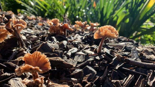 Fungi flourishing after the rain on the Coffs Coast. Photo by Janine Watson