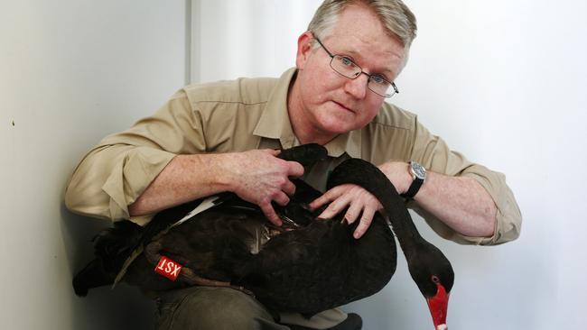 Dr. Michael Pyne at Currumbin Wildlife Hospital with an injured swan.