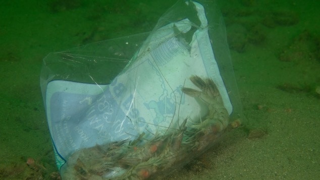 Marine pollution at Chowder Bay.