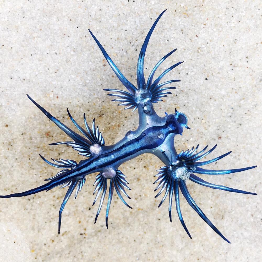 blue dragon nudibranch pet