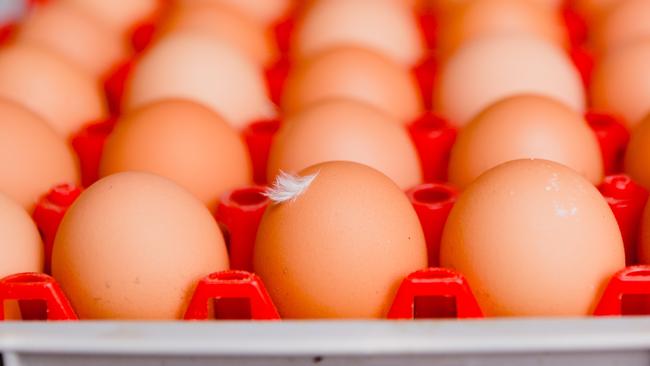 For FARM Trentham Happy HensKirsty Hickey and her family used to run a diary, but have swapped to free-range eggs.Photo by Chloe Smith  Photo by Chloe Smith.