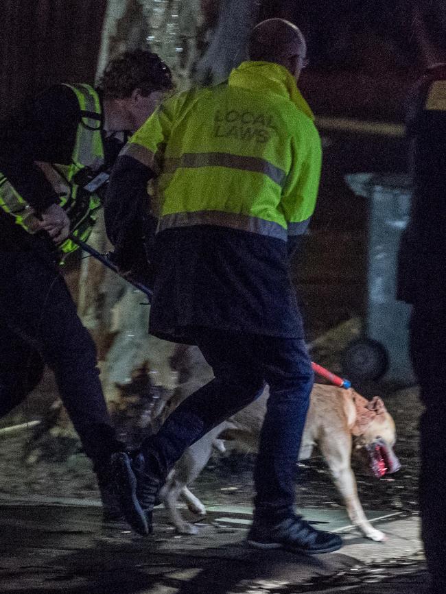 Junior being removed from the Biancofiore’s home. Picture: Jake Nowakowski