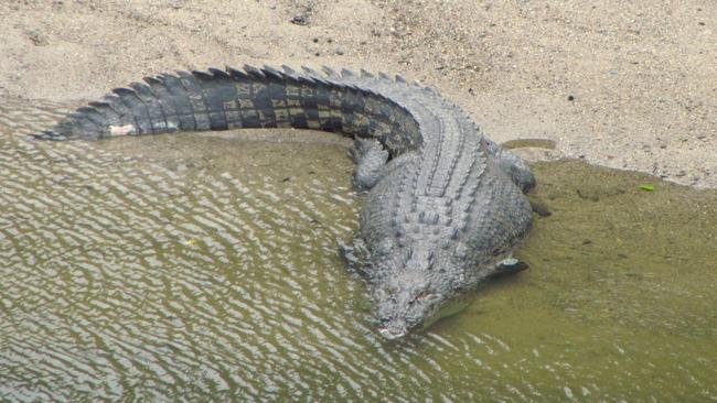 Bloomfield River is well known for crocs, like this one pictured in 2014. Picture: Mike D'Arcy