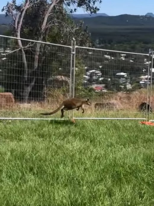 The wallaby was trying to get to the other side. Picture: Facebook