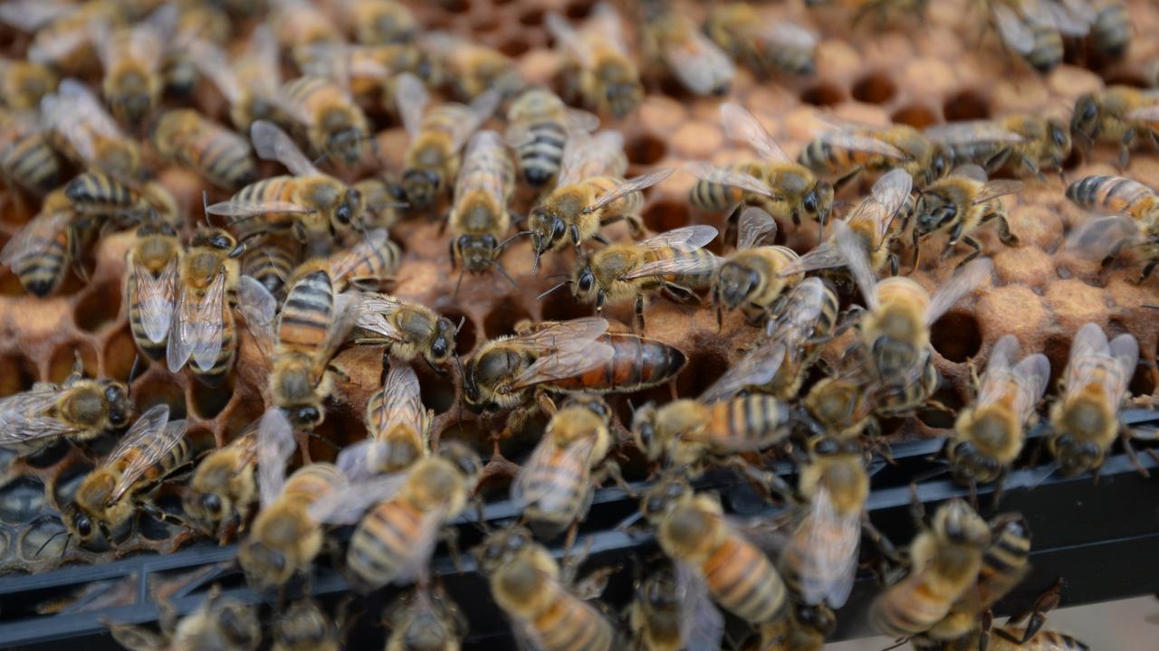 Varroa mites were detected in sentinel beehives near the Port of Newcastle.