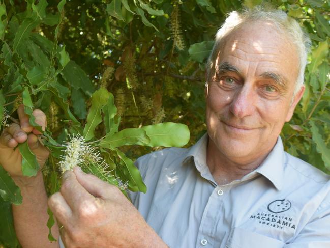 Macadamia harvest hit hard by floods but one Qld city spared