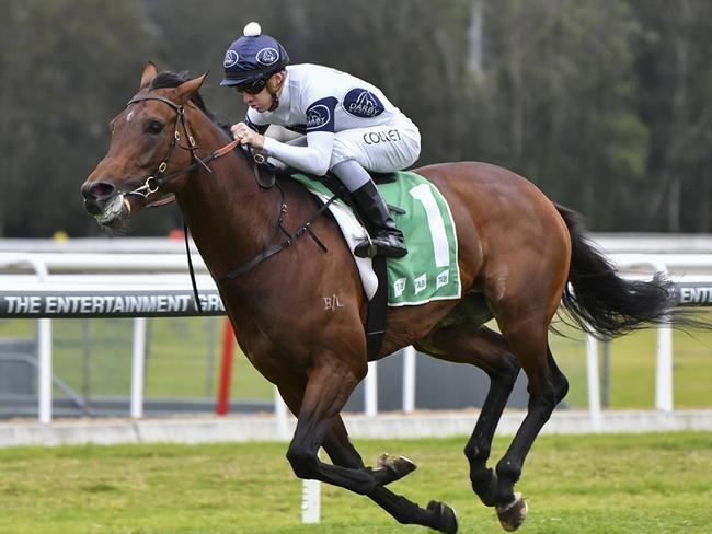 Importaed stayer Fleet Commander can end the day at Kembla on a winning note. Picture: Bradley Photos