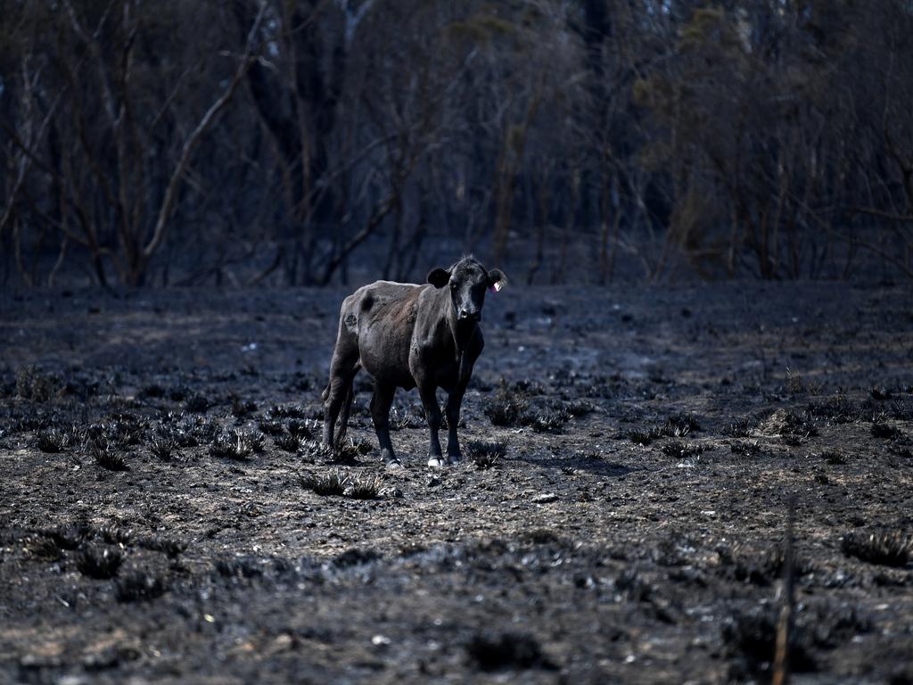 A cow stands in a burnt-out field in Rappville, NSW, where several properties were lost. Picture: Dan Peled/AAP