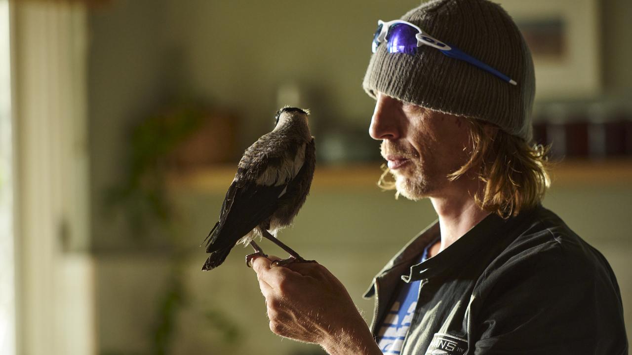 Bird handler Paul Mander on how to train magpie to be your pet | The ...