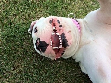 Loveable Chloe is always full of smiles! Submitted by Jade Phelps.