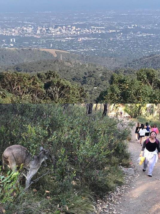 A kangaroo looks for food while people walk and run up to Mt Lofty. Picture: kenstagram_88 / Instagram