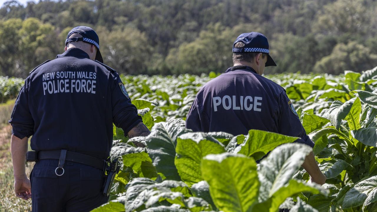 去年，警方在所谓的烟草农场得到了消息。图片：新南威尔士州警方。