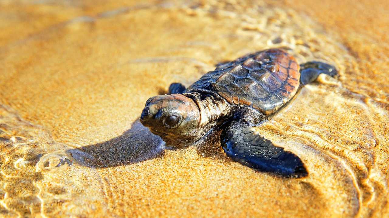 Turtle turf war invalid: Scientist | The Courier Mail