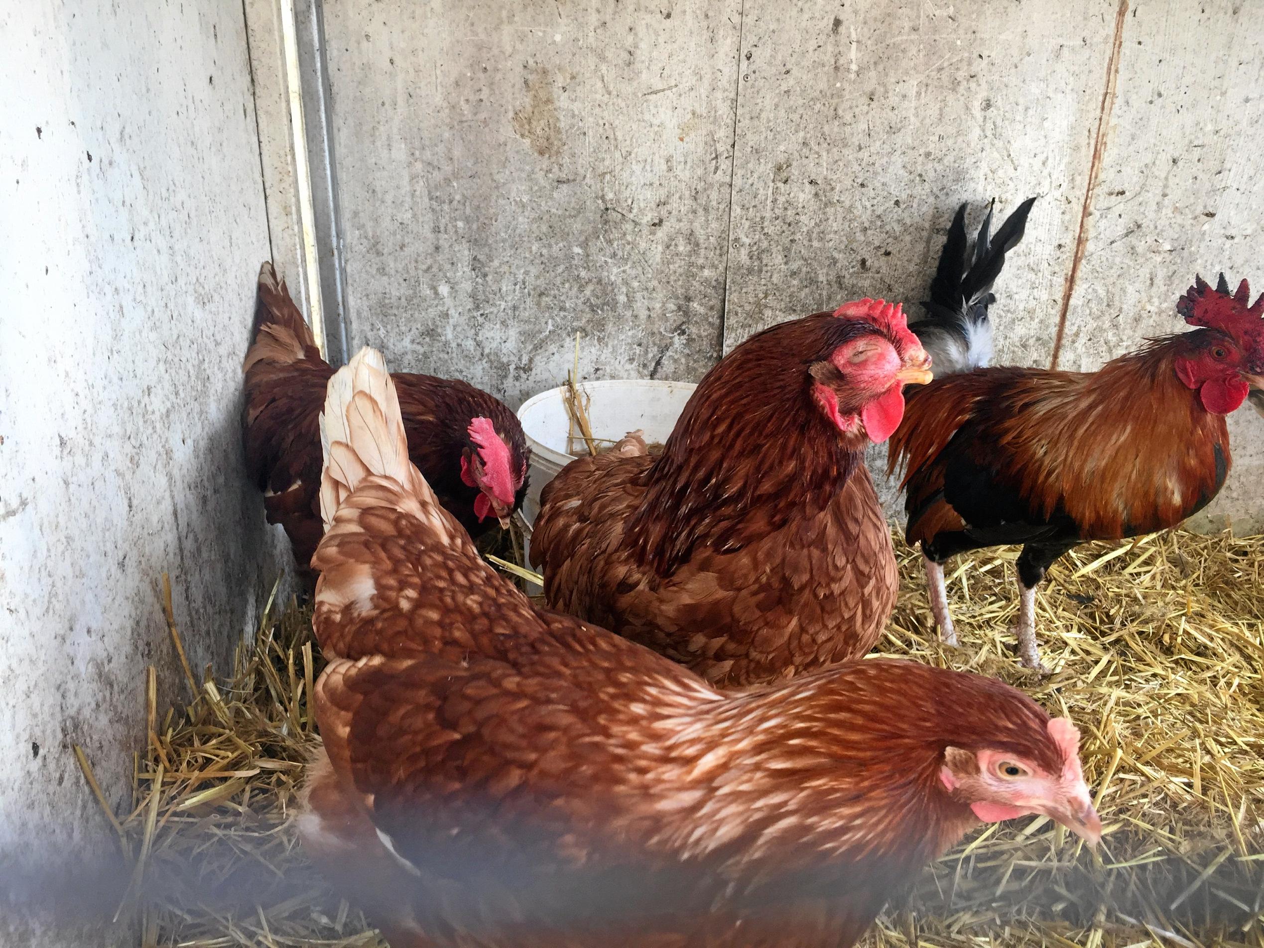 Photos taken at Stocks Produce during an RSPCA investigation in to the business' care of the animals it had for sale.