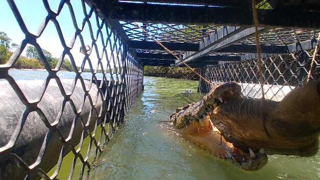 The crocodile that was caught in a trap near Saunders Beach.