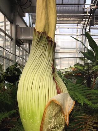 Denver Botanic Gardens’ corpse plant currently stands at 157cm.