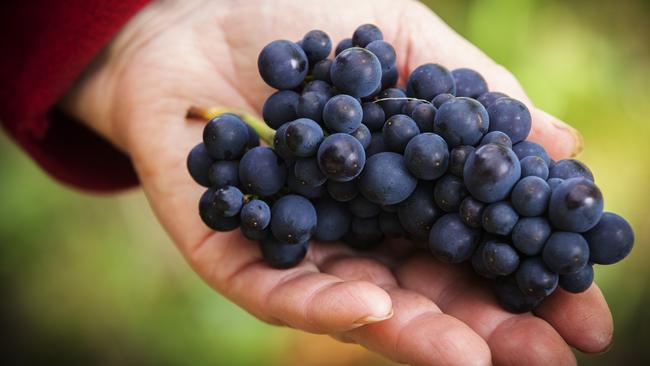 Leven Valley Vineyard pinot noir grapes at Gunns Plains. Picture Chris Kidd