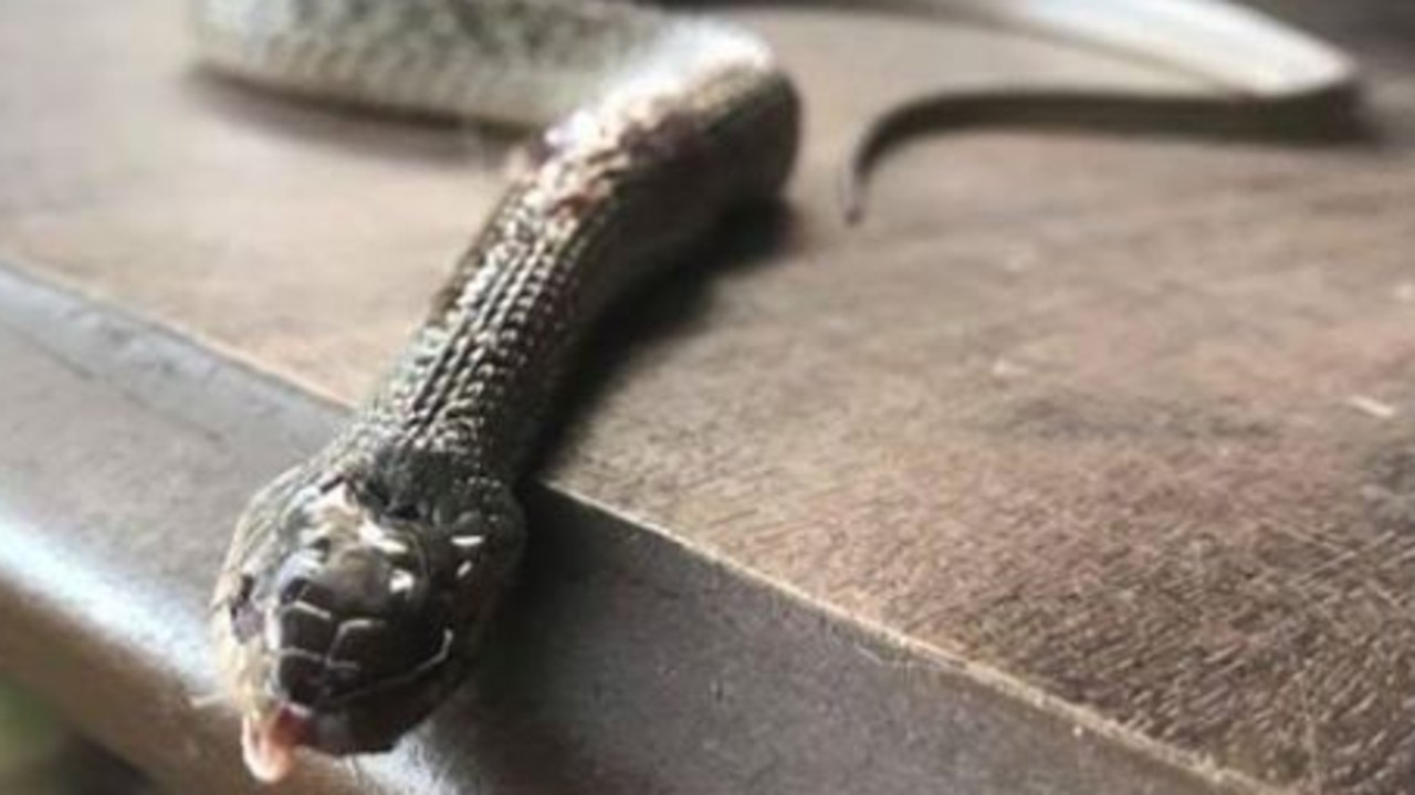 QLD politician Mark Robinson kills snake after mistaking it for an ...