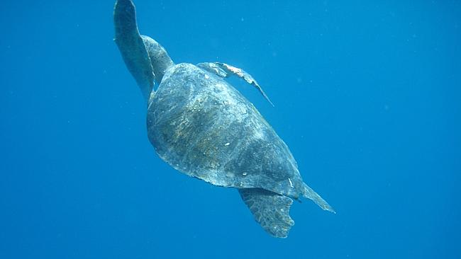  A sea turtle. Picture: Chanel Parratt 