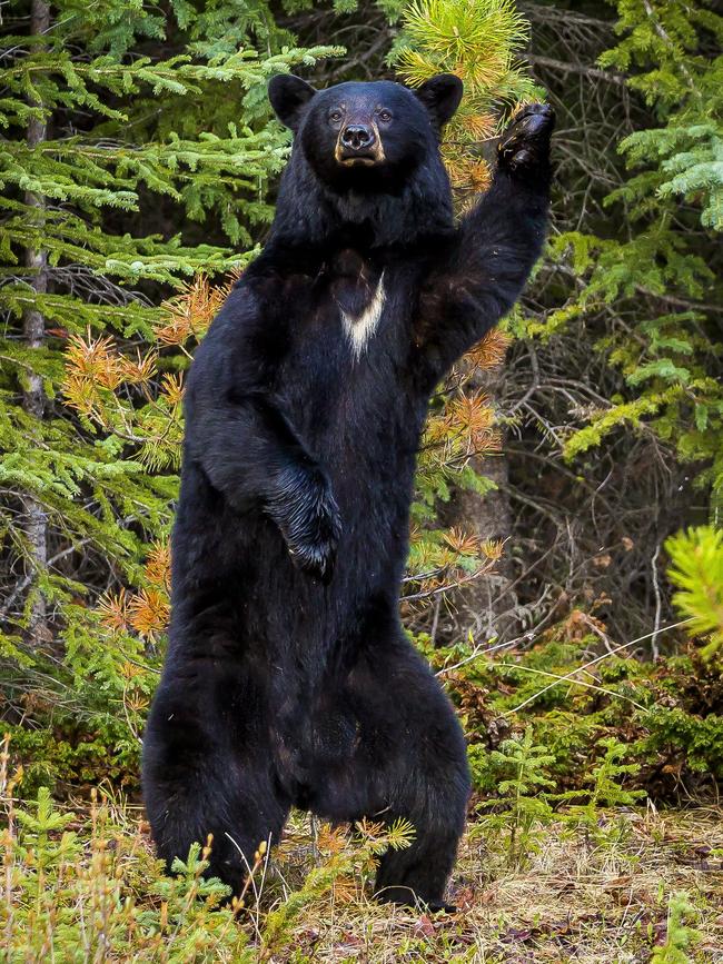 American black bear tries to rub its back against a small tree pictured in Redwood Meadows, Jasper National Park, Alberta, Canada. Picture: Chris Martin/Barcroft Images