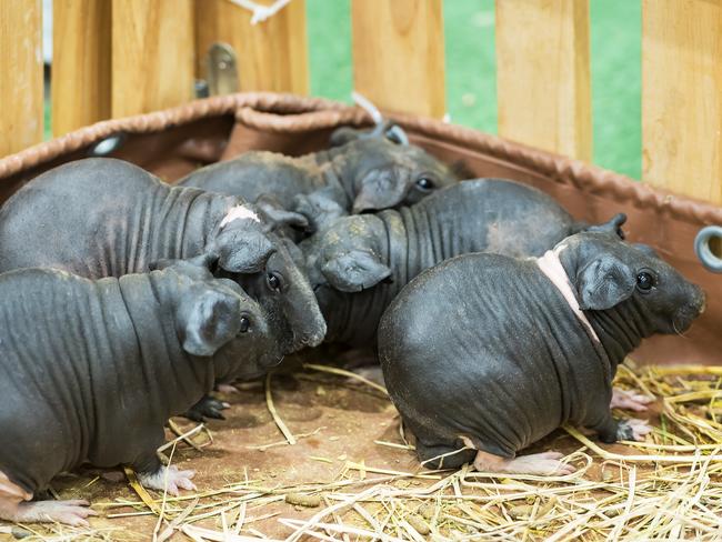 The pets have been likened to 'tiny hippos' due to their appearance. Picture: iStock.